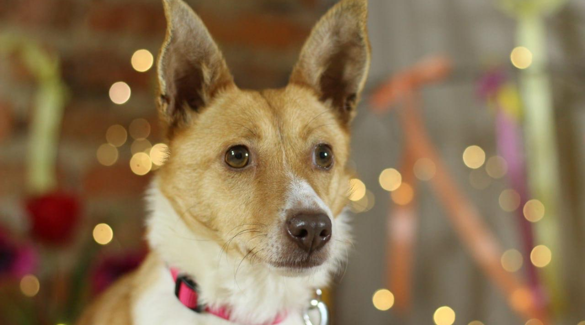 Chiens à adopter